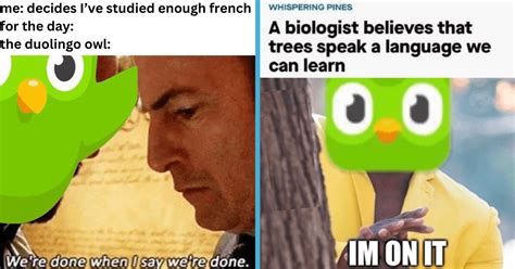 duolingo memes clean.